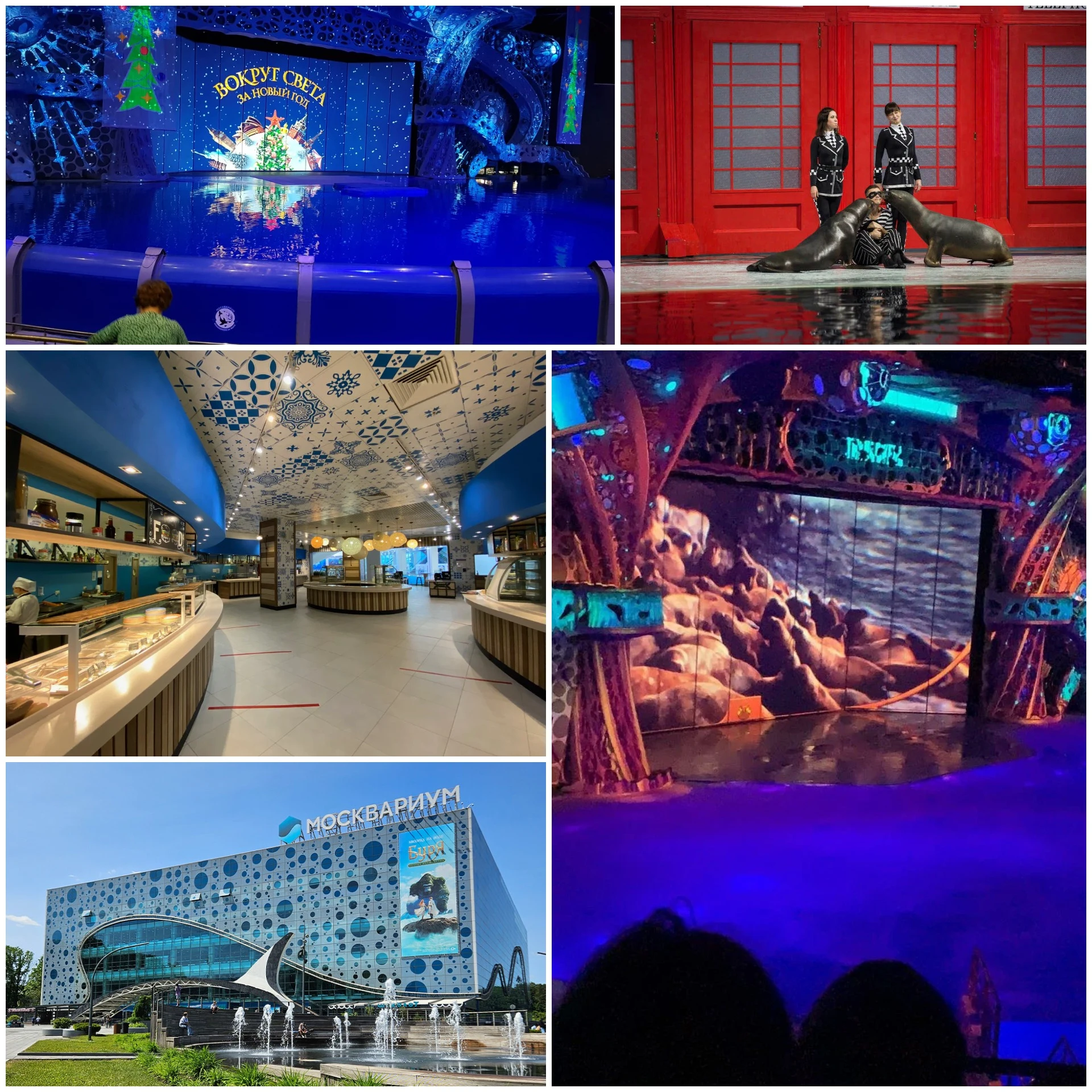 Москвариум: здесь можно увидеть разных морских обитателей и посмотреть шоу с дельфинами.